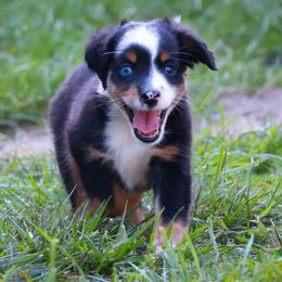Coat tail - Blue merle male Miniature American Shepherd puppy in Central Islip, New York from Fifth Avenue Australian Shepherds