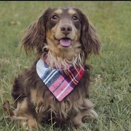 Hank - Dachshund
