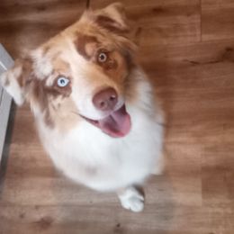 Huckleberry (Dagger) - Red merle male Australian Shepherd puppy in Sultan, Washington from Van Huitt Australian Shepherds