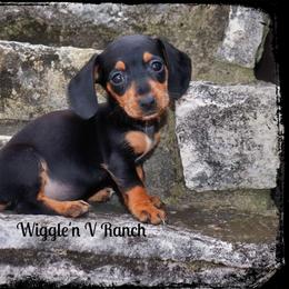 Dachshund and Pug Puppies from Wiggle'n V Ranch