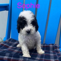Bernedoodle and Pomsky Puppies from T-Rose’s Bernedoodle & Pomsky Puppies