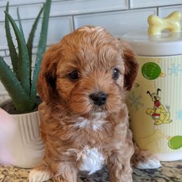 Kent - Red male Cavapoo puppy in Caldwell, Idaho from Terrace Cav's