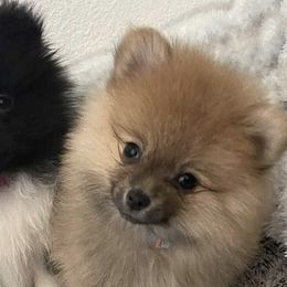 Aussiedoodles and Pomeranians from Designer_dogs_for_all