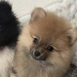 Aussiedoodles and Pomeranians from Designer_dogs_for_all