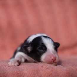 Wednesday - Black tri-color female Australian Shepherd puppy in Weatherford, Texas from Ridgestar Aussies
