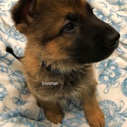 German Shepherds from Sanctus German Shepherds