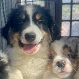 Martin - Black tri-color male Australian Shepherd puppy in Martha’s Vineyard, Massachusetts from Cranberry Hill Aussies