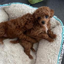 Ginny (Ginger) - Red  female Poodle puppy in Sharon, Connecticut from LittleBear Poodles