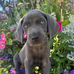 Jabba - Silver gray male Weimaraner puppy in Kirtland, New Mexico from Weim Squadron