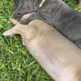 Cane Corso Puppies from HOUSE OF HALL CANE CORSOS