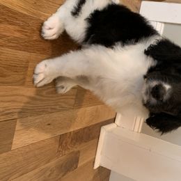 Bernedoodle Puppies from White Oak