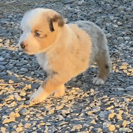 Hendrix - Red merle male Miniature American Shepherd puppy in Leonard, Texas from Tin Roof Aussies