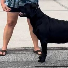 Ruger - Labrador Retriever