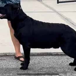 Ruger - Labrador Retriever