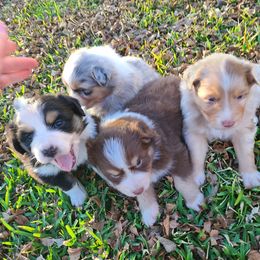 Australian Shepherd Puppies from Briggs Aussies