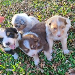 Australian Shepherd Puppies from Briggs Aussies