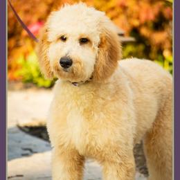 Stacy - Red  female Goldendoodle puppy in Connersville, Indiana from Deaz Doodle Ranch