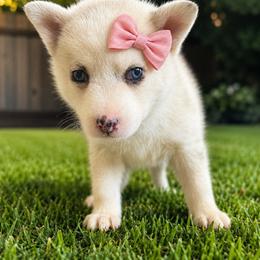 Macy - Merle female Pomsky puppy in Amarillo, Texas from Pom Pom Pomskies