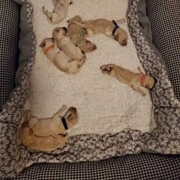 Poodle Puppies from Bellissimo Standard Poodles