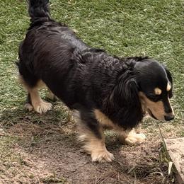 Livvy - Black and cream female Dachshund puppy in Call, Texas from Dachshund D’Amore