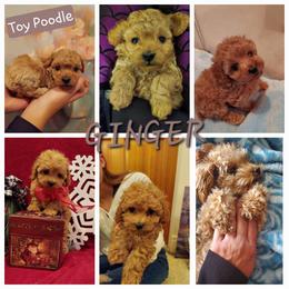 Poodle Puppies from Caboodles Of Poodles