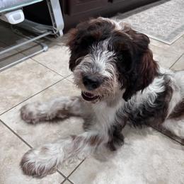 Copper - White and liver male Springerdoodle puppy in Reddick, Florida from Cooper’s Mini Doodles