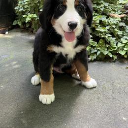 Airedale Terrier, Bernedoodle, and Bernese Mountain Dog Puppies from Beitzel Babies