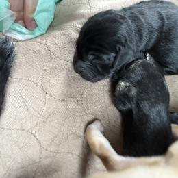 Girl 2 - Black female Labrador Retriever puppy in Zeeland, Michigan from Ace Labradors