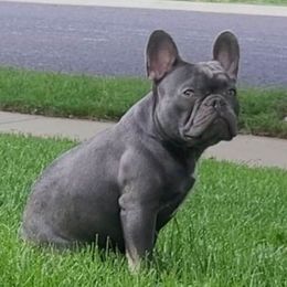 Mando - French Bulldog