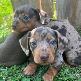 Dachshunds from Dixieland Dachshunds of Tennessee