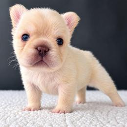 Nanook-Cool Name, Warm Heart - Cream male French Bulldog puppy in Porter, Texas from Whatabulldog
