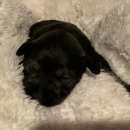 Girl 3 - female Miniature Schnauzer puppy in Osseo, Michigan from Kathy's Mini Schnazuers