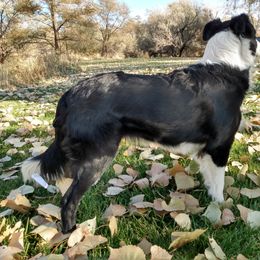 Echo - Border Collie