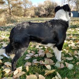 Echo - Border Collie