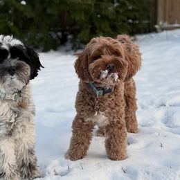 Australian Labradoodles from Southside Labradoodles