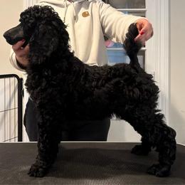 Girl 4 - Black female Poodle puppy in Walpole, Massachusetts from Harborstone Poodles and Terriers