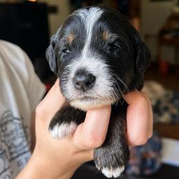 Pearl Jam - Tri-color female Bernedoodle puppy in Little Rock, Arkansas from Darlin’s Doodles