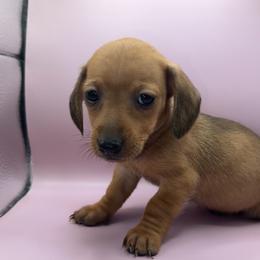 Ember - Sable female Dachshund puppy in Barstow, California from Kindle & Burrow Dachshunds
