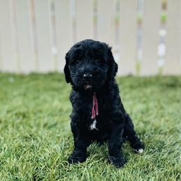 Lil' Bit - Black female Labradoodle puppy in Elizabeth City, North Carolina from Howdy Doodles