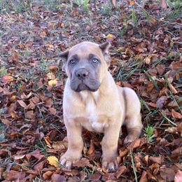 Cane Corso Puppies from Black Magic Cane Corso