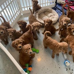Goldendoodle Puppies from Poppy's Puppies