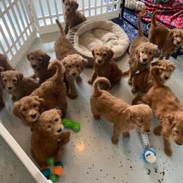 Goldendoodle Puppies from Poppy's Puppies