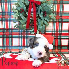 Pecan - male Australian Mountain Doodle puppy in Land O' Lakes, Florida from Olive’s Little Farmhouse Doodles