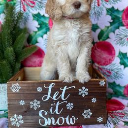 Goldendoodle Puppies from Owen-a-Doodle
