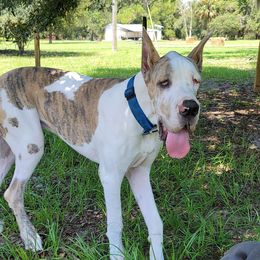 Great Danes from Caddylicious Great Danes