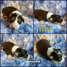 Jinu - Tri-color male Border Collie puppy in Decatur, Alabama from Phantom Border Collies