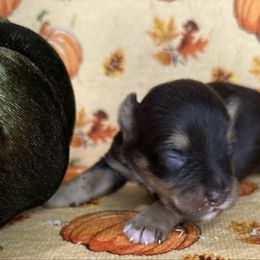 Cooper - Liver male Miniature Schnauzer puppy in Placerville, California from Rpuppies