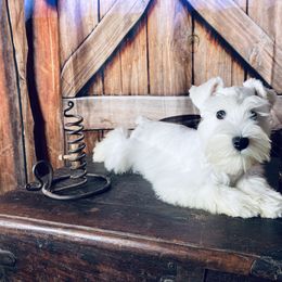 Miniature Schnauzer Puppies from Nana Rees Pups