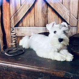 Miniature Schnauzer Puppies from Nana Rees Pups