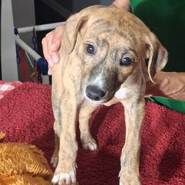 FLAME - Red brindle female Whippet puppy in Ocala, Florida from Sandstorm Whippets
